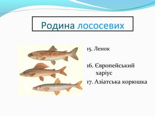 Родина лососевих
15. Ленок
16. Європейський
харіус
17. Азіатська корюшка
 