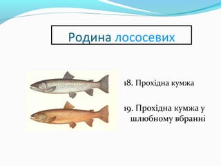 Родина лососевих
18. Прохідна кумжа
19. Прохідна кумжа у
шлюбному вбранні
 