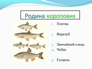 Родина коропових
1. Плотва
2. Вирезуб
3. Звичайний єлець
4. Чебак
5. Голавль
 