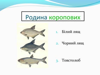 Родина коропових
1. Білий лящ
2. Чорний лящ
3. Товстолоб
 