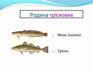 Родина тріскових
1. Минь (налим)
2. Тріска
 