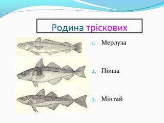 Родина тріскових
1. Мерлуза
2. Пікша
3. Мінтай
 