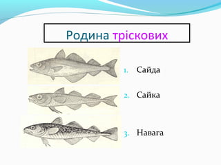Родина тріскових
1. Сайда
2. Сайка
3. Навага
 