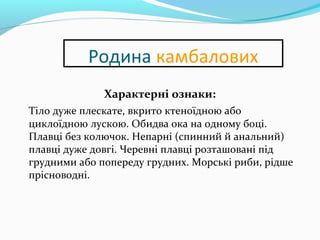 Родина камбалових
Характерні ознаки:
Тіло дуже плескате, вкрито ктеноїдною або
циклоїдною лускою. Обидва ока на одному боці.
Плавці без колючок. Непарні (спинний й анальний)
плавці дуже довгі. Черевні плавці розташовані під
грудними або попереду грудних. Морські риби, рідше
прісноводні.
 