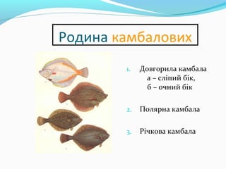 Родина камбалових
1. Довгорила камбала
а – сліпий бік,
б – очний бік
2. Полярна камбала
3. Річкова камбала
 