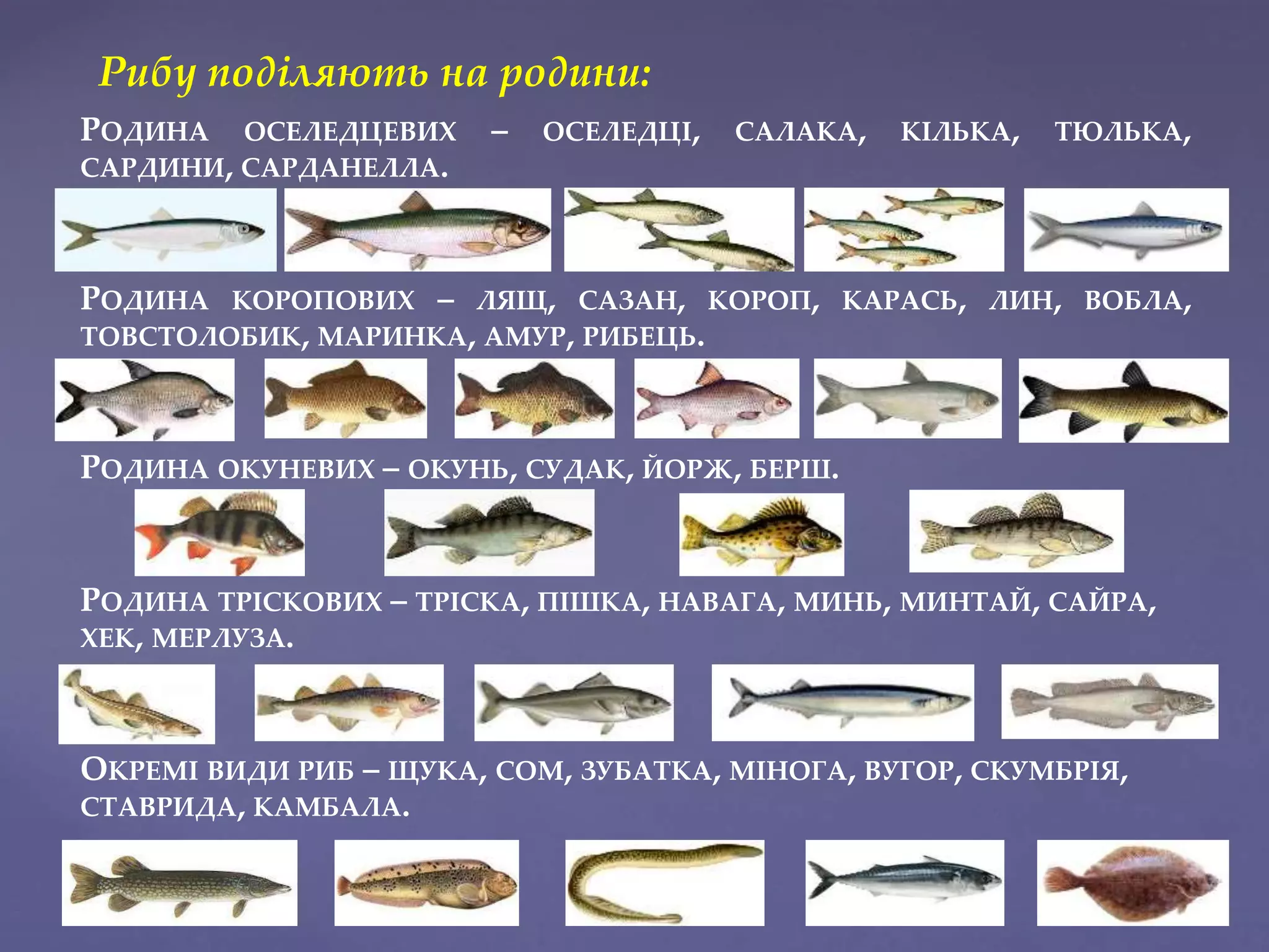 РОДИНА ОСЕЛЕДЦЕВИХ – ОСЕЛЕДЦІ, САЛАКА, КІЛЬКА, ТЮЛЬКА,
САРДИНИ, САРДАНЕЛЛА.
РОДИНА КОРОПОВИХ – ЛЯЩ, САЗАН, КОРОП, КАРАСЬ, ЛИН, ВОБЛА,
ТОВСТОЛОБИК, МАРИНКА, АМУР, РИБЕЦЬ.
РОДИНА ОКУНЕВИХ – ОКУНЬ, СУДАК, ЙОРЖ, БЕРШ.
РОДИНА ТРІСКОВИХ – ТРІСКА, ПІШКА, НАВАГА, МИНЬ, МИНТАЙ, САЙРА,
ХЕК, МЕРЛУЗА.
ОКРЕМІ ВИДИ РИБ – ЩУКА, СОМ, ЗУБАТКА, МІНОГА, ВУГОР, СКУМБРІЯ,
СТАВРИДА, КАМБАЛА.
Рибу поділяють на родини:
 