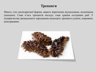 Трепанги
Мають тіло циліндричної форми, вкрите короткими щупальцями, колючками
(шипами). Смак м’яса трепангів нагадує смак хрящів осетрових риб. У
підприємства громадського харчування надходять трепанги сушені, морожені,
консервовані.
 