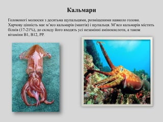 Кальмари
Головоногі молюски з десятьма щупальцями, розміщеними навколо голови.
Харчову цінність має м’ясо кальмарів (мантія) і щупальця. М’ясо кальмарів містить
білків (17-21%), до складу його входять усі незамінні амінокислоти, а також
вітаміни В1, В12, РР.
 