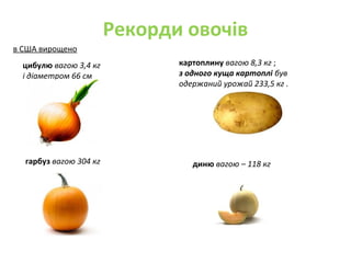 Рекорди овочів
цибулю вагою 3,4 кг
і діаметром 66 см
картоплину вагою 8,3 кг ;
з одного куща картоплі був
одержаний урожай 233,5 кг .
гарбуз вагою 304 кг диню вагою – 118 кг
в США вирощено
 