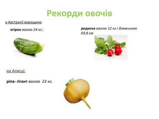 Рекорди овочів
в Австралії вирощено
огірок вагою 24 кг ; редиска вагою 12 кг і довжиною
69,8 см
на Алясці:
ріпа- гігант вагою 23 кг.
 