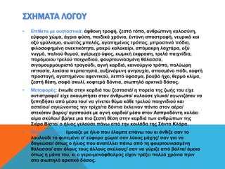 ΣΧΗΜΑΤΑ ΛΟΓΟΥ
• Επίθετα με ουσιαστικά: άφθονη τροφή, ζεστό τόπο, ανθρώπινη καλοσύνη,
εύφορο χώμα, άγρια φύση, παιδικά χρόνια, έντονη αποστροφή, νευρικό και
οξύ γρύλισμα, σωστός μπελάς, αγαπημένος τρόπος, μπροστινά πόδια,
φιλοσοφημένη ανεκτικότητα, μακρύ καλοκαίρι, απόμακρη λαχτάρα, οξύ
νυγμό, παλιού θυμού, αγέρωχο ύφος, κωμική έκφραση, τρελά παιχνίδια,
παρόμοιου τρελού παιχνιδιού, φουρτουνιασμένη θάλασσα,
σιγομουρμουριστό τραγούδι, αγνή καρδιά, καινούργιο τρόπο, πολύωρη
ιππασία, λυκίσια περπατησιά, αυξανόμενη ανησυχία, σπασμένο πόδι, κοφτή
προσταγή, αγαπημένου αφεντικού, λεπτό ύφασμα, βουβό ήχο, θερμό κλίμα,
ζεστή θέση, σοφό σκυλί, κοφτερά δόντια, σιωπηλό αρκτικό δάσος.
• Μεταφορές: ένιωθε στην καρδιά του ζεστασιά/ η πορεία της ζωής του είχε
αντιστραφεί/ είχε ακουμπήσει στον άνθρωπο/ κυλούσε γλυκά/ αγωνιζόταν να
ξεπηδήσει από μέσα του/ να γίνεται θύμα κάθε τρελού παιχνιδιού και
αστείου/ σηκώνοντας την τρίχα/τα δόντια έκλειναν πάντα στον αέρα/
στεκόταν βαρύς/ αγαπούσε με αγνή καρδιά/ μέσα στον Ασπροδόντη κυλάει
αίμα σκύλου/ βρήκε μια πιο ζεστή θέση στην καρδιά των ανθρώπων της
Σιέρα Βίστα/ ο ήλιος γελούσε πάνω από την κοιλάδα της Σάντα Κλάρα.
• Παρομοιώσεις: έμοιαζε με ήλιο που έλαμπε επάνω του κι άνθιζε σαν το
λουλούδι το φυτεμένο σ’ εύφορο χώμα/ σαν λύκος μάχης/ σαν για να
δαγκώσει/ όπως ο ήλιος που ανατέλλει πάνω από τη φουρτουνιασμένη
θάλασσα/ σαν όλους τους άλλους σκύλους/ σαν να γύριζε από βόλτα/ όμοια
όπως η μάνα του, κι ο γερο-μονόφθαλμος είχαν τρέξει πολλά χρόνια πριν
στο σιωπηλό αρκτικό δάσος.
 