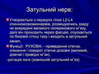 ЗатЗатульний нерв:ульний нерв:
Утворюється з передніх гілокУтворюється з передніх гілок L2-L4L2-L4
спинномозковихнервів, розміщуючись ззадуспинномозковихнервів, розміщуючись ззаду
чи всередині великого поперекового м”язу,чи всередині великого поперекового м”язу,
далі він проходить через фасцію, спускаєтьсядалі він проходить через фасцію, спускається
по боковій стінці тазу і входить в затульнийпо боковій стінці тазу і входить в затульний
каналканал..
Функції: РУХОВА: - приведення стегна,Функції: РУХОВА: - приведення стегна,
згинання і поворот стегна дозовні (великий,згинання і поворот стегна дозовні (великий,
довгий і привідні м”зи).довгий і привідні м”зи).
-ротація ноги (зовнішній затульний м”яз)-ротація ноги (зовнішній затульний м”яз)
 
