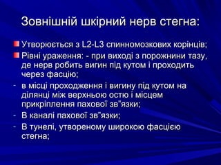 Зовнішній шкірний нерв стегна:Зовнішній шкірний нерв стегна:
Утворюється зУтворюється з L2-L3L2-L3 спинномозкових корінців;спинномозкових корінців;
Рівні ураження: - при виході з порожнини тазу,Рівні ураження: - при виході з порожнини тазу,
де нерв робить вигин під кутом і проходитьде нерв робить вигин під кутом і проходить
через фасцію;через фасцію;
- в місці проходження і вигину під кутом нав місці проходження і вигину під кутом на
ділянці між верхньою остю і місцемділянці між верхньою остю і місцем
прикріплення пахової зв”язки;прикріплення пахової зв”язки;
- В каналі пахової зв”язки;В каналі пахової зв”язки;
- В тунелі, утвореному широкою фасцієюВ тунелі, утвореному широкою фасцією
стегна;стегна;
 