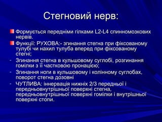 Стегновий нерв:Стегновий нерв:
Формується передніми гілкамиФормується передніми гілками LL2-2-LL4 спинномозкових4 спинномозкових
нервів.нервів.
Функції: РУХОВА:- згинання стегна при фіксованомуФункції: РУХОВА:- згинання стегна при фіксованому
тулубі чи нахил тулуба вперед при фіксованомутулубі чи нахил тулуба вперед при фіксованому
стегні;стегні;
- Згинання стегна в кульшовому суглобі, розгинанняЗгинання стегна в кульшовому суглобі, розгинання
гомілки з її частковою пронацією;гомілки з її частковою пронацією;
- Згинання ноги в кульшовому і колінному суглобах,Згинання ноги в кульшовому і колінному суглобах,
поворот стегна дозовніповорот стегна дозовні
- ЧУТЛИВА: іннервація нижніх 2/3 передньої іЧУТЛИВА: іннервація нижніх 2/3 передньої і
передньовнутрішньої поверхні стегна,передньовнутрішньої поверхні стегна,
передньовнутрішньої поверхні гомілки і внутрішньоїпередньовнутрішньої поверхні гомілки і внутрішньої
поверхні стопи.поверхні стопи.
 