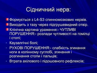 Сідничний нерв:Сідничний нерв:
Формується зФормується з L4-S3L4-S3 спинномозкових нервів.спинномозкових нервів.
Виходить з тазу через підгрушевидний отвір.Виходить з тазу через підгрушевидний отвір.
Клінічна картина ураження:- ЧУТЛИВІКлінічна картина ураження:- ЧУТЛИВІ
ПОРУШЕННЯ:- розлади чутливості на гомілціПОРУШЕННЯ:- розлади чутливості на гомілці
і стопі;і стопі;
- Каузалгічні болі;Каузалгічні болі;
- РУХОВІ ПОРУШЕННЯ:- слабкість згинанняРУХОВІ ПОРУШЕННЯ:- слабкість згинання
ноги в колінному суглобі, згинання іноги в колінному суглобі, згинання і
розгинання стопи і пальців;розгинання стопи і пальців;
- Втрата ахілового і підошовного рефлексів;Втрата ахілового і підошовного рефлексів;
 