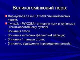 Великогомілковий нерв:Великогомілковий нерв:
Формується зФормується з LL4-4-LL5,5,SS1-1-SS3 спинномозкових3 спинномозкових
нервів;нервів;
Функції: - РУХОВА:- згинання ноги в колінномуФункції: - РУХОВА:- згинання ноги в колінному
і гомілковостопному суглобіі гомілковостопному суглобі
- Згинання стопиЗгинання стопи
- Згинання нігтьових фаланг 2-4 пальців;Згинання нігтьових фаланг 2-4 пальців;
- Згинання 1 пальця стопи;Згинання 1 пальця стопи;
- Згинання, відведення і приведення пальців;Згинання, відведення і приведення пальців;
 