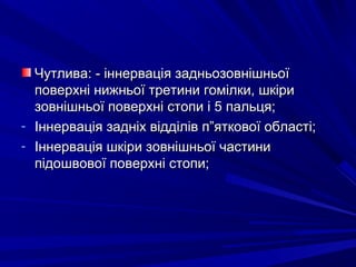 Чутлива: - іннервація задньозовнішньоїЧутлива: - іннервація задньозовнішньої
поверхні нижньої третини гомілки, шкіриповерхні нижньої третини гомілки, шкіри
зовнішньої поверхні стопи і 5 пальця;зовнішньої поверхні стопи і 5 пальця;
- Іннервація задніх відділів п”яткової області;Іннервація задніх відділів п”яткової області;
- Іннервація шкіри зовнішньої частиниІннервація шкіри зовнішньої частини
підошвової поверхні стопи;підошвової поверхні стопи;
 