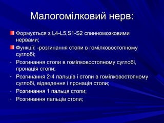 Малогомілковий нерв:Малогомілковий нерв:
Формується зФормується з L4-L5,S1-S2L4-L5,S1-S2 спинномозковимиспинномозковими
нервами;нервами;
Функції: -розгинання стопи в гомілковостопномуФункції: -розгинання стопи в гомілковостопному
суглобі;суглобі;
- Розгинання стопи в гомілковостопному суглобі,Розгинання стопи в гомілковостопному суглобі,
пронація стопи;пронація стопи;
- Розгинання 2-4 пальців і стопи в гомілковостопномуРозгинання 2-4 пальців і стопи в гомілковостопному
суглобі, відведення і пронація стопи;суглобі, відведення і пронація стопи;
- Розгинання 1 пальця стопи;Розгинання 1 пальця стопи;
- Розгинання пальців стопи;Розгинання пальців стопи;
 