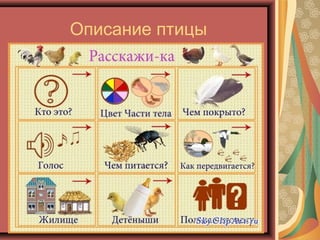 Описание птицы
 