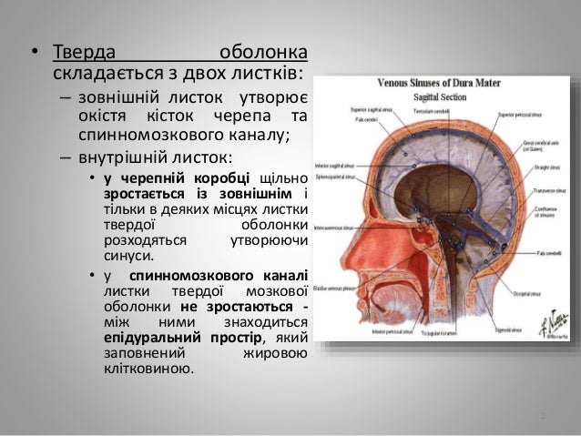 венозна система