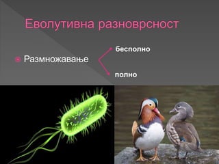  Размножавање
бесполно
полно
 