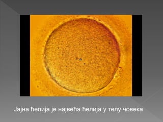 Јајна ћелија је највећа ћелија у телу човека
 