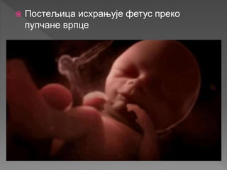  Постељица исхрањује фетус преко
пупчане врпце
 