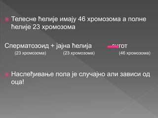  Телесне ћелије имају 46 хромозома а полне
ћелије 23 хромозома
Сперматозоид + јајна ћелија зигот
 Наслеђивање пола је случајно али зависи од
оца!
(23 хромозома) (23 хромозома) (46 хромозома)
 