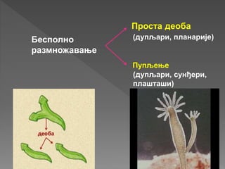 Бесполно
размножавање
Проста деоба
Пупљење
(дупљари, планарије)
(дупљари, сунђери,
плашташи)
 