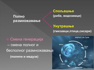  Смена генерација
– смена полног и
бесполног размножавања
Полно
размножавање
Спољашње
Унутрашње
(рибе, водоземци)
(гмизавци,птице,сисари)
(полипи и медузе)
 