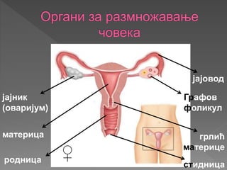 ♀
јајник
(оваријум)
јајовод
Графов
фоликул
материца грлић
материце
родница
стидница
 
