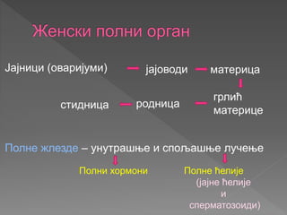 Јајници (оваријуми)
Полне жлезде – унутрашње и спољашње лучење
јајоводи материца
грлић
материце
родницастидница
Полни хормони Полне ћелије
(јајне ћелије
и
сперматозоиди)
 