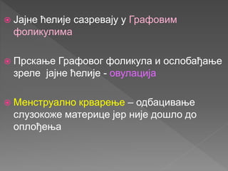  Јајне ћелије сазревају у Графовим
фоликулима
 Прскање Графовог фоликула и ослобађање
зреле јајне ћелије - овулација
 Менструално крварење – одбацивање
слузокоже материце јер није дошло до
оплођења
 