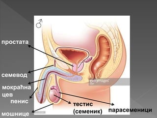 тестис
(семеник)
семевод
мошнице
парасеменици
простата
мокраћна
цев
пенис
♂
 