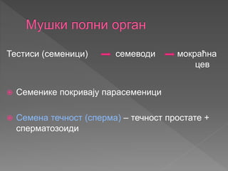 Тестиси (семеници)
 Семенике покривају парасеменици
 Семена течност (сперма) – течност простате +
сперматозоиди
семеводи мокраћна
цев
 