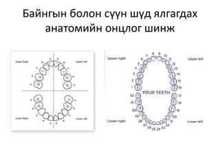 байнгын шүдний онцлог