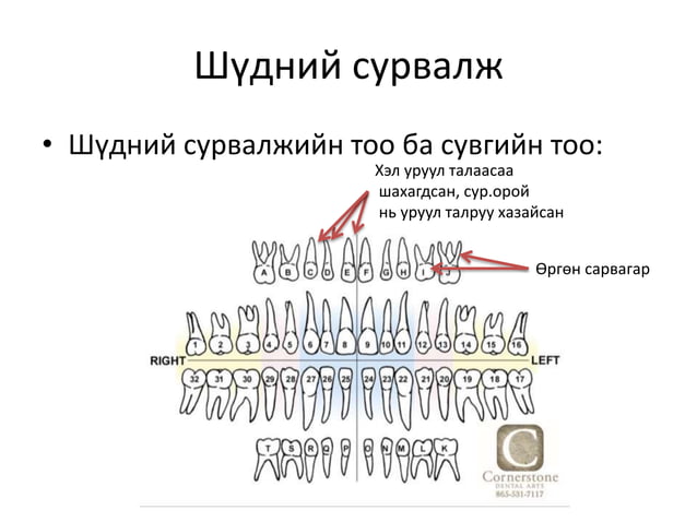 байнгын шүдний онцлог
