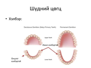 Шүдний цөгц
• Хэлбэр:
Онцлог
хэлбэртэй
Ижил хэлбэртэй
 
