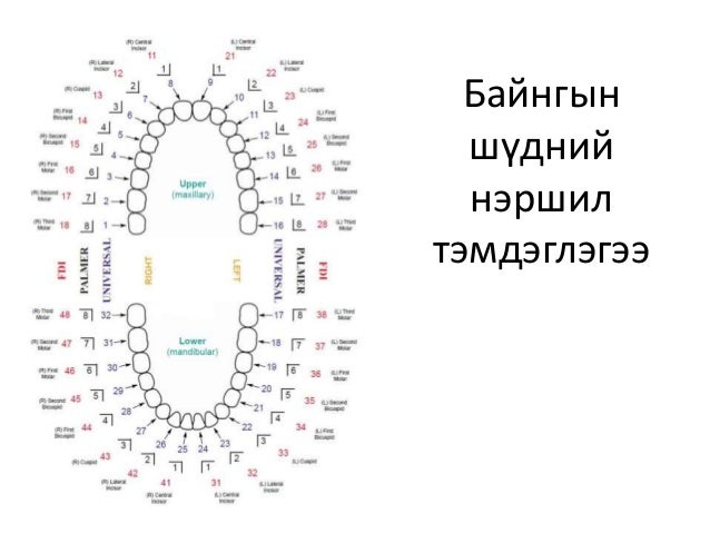 байнгын шүдний онцлог