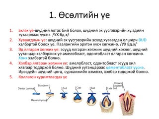 1. Өсөлтийн үе
1. эхлэх үе-шүдний ялтас бий болох, шүдний эх үүсгэвэрийн ху.эдийн
зузаарлаас үүснэ. /УХ 6д.х/
2. Хуваагдлын үе: шүдний эх үүсгэвэрийн эсүүд хуваагдан олширч BUD
хэлбэртэй болох үе. Паалангийн эрхтэн үүсч хөгжинө. /УХ 8д.х/
3. Эд ялгаран хөгжих үе: эсүүд ялгаран хөгжиж шүдний хөхлөг, шүдний
уутанцар хэлбэржих үе амелобласт, одонтобласт ялгаран хөгжинө.
Хонх хэлбэртэй болно.
4. Хэлбэр ялгаран хөгжин үе: амелобласт, одонтобласт эсүүд хил
хязгаар тодорхой болно. Шүдний уутанцараас цементобласт үүснэ.
Ирээдүйн шүдний цөгц, сурвалжийн хэмжээ, хэлбэр тодорхой болно.
5. Коллаген хуримтлагдах үе
 