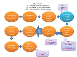 Шүд бүрэлдэх
1. Шүдний эх үүсгэвэр тавигдах
1.1 Шүдний эх үүсгэвэр үүсч хөгжих
1.1.1 Сүүн шүдний эх үүсгэвэр тавигдах
Шүдний
хөхлөг,
тугалмай
н эд үүснэ
Шүдний
нум
Салстын
хучуур эдийн
суурийн
давхарга
зузаарна
Шүдний
ялтас
үүсгэнэ
Шүдний эх
үүсгэвэр
үүсч
хөгжинө
Паалангийн
эд
хэлбэржинэ
Эктодерм
эндодерм
Паалангийн
эрхтэн,
шүдний
хөхлөг үүсч
хөгжинө
Шүдний
уутанцар
Шүдний
сурвалж
ясжмаг эд,
холбоос эд
үүснэ
Ху.эдийн
дотогш
түрсэн
эндодерм
ээс Хучуур
эдээс
УХ 6д.х
/ургийн урт
10-13 мм/
УХ 8д.х
Эрүү хоншоорны нийт
20 ш сүүн шүд
Сүүн шүдний эх
үүсгэвэр гэнэ.
Бундуу хэлбэрийн үе
эхэлнэ.
УХ 10д.х
Малгай хэлбэрийн
үе эхэлнэ
Хонх хэлбэртэй
болно.
 