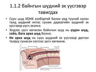 1.1.2 байнгын шүдний эх үүсгэвэр
тавигдах
• Сүүн шүд ХОНХ хэлбэртэй болох үед түүний хэлэн
талд шүдний ялтас сунаж дараагийн шүдний эх
үүсгэвэр үүсч эхэлнэ.
• Эндээс үүсч хөгжсөн байнгын шүд нь үүдэн шүд,
соёо, бага араа шүд болно.
• Их араа шүд нь сүүн шүдний эх үүсгэвэр дистал
талруу сунасан хэсгээс үүсч хөгжинө.
 
