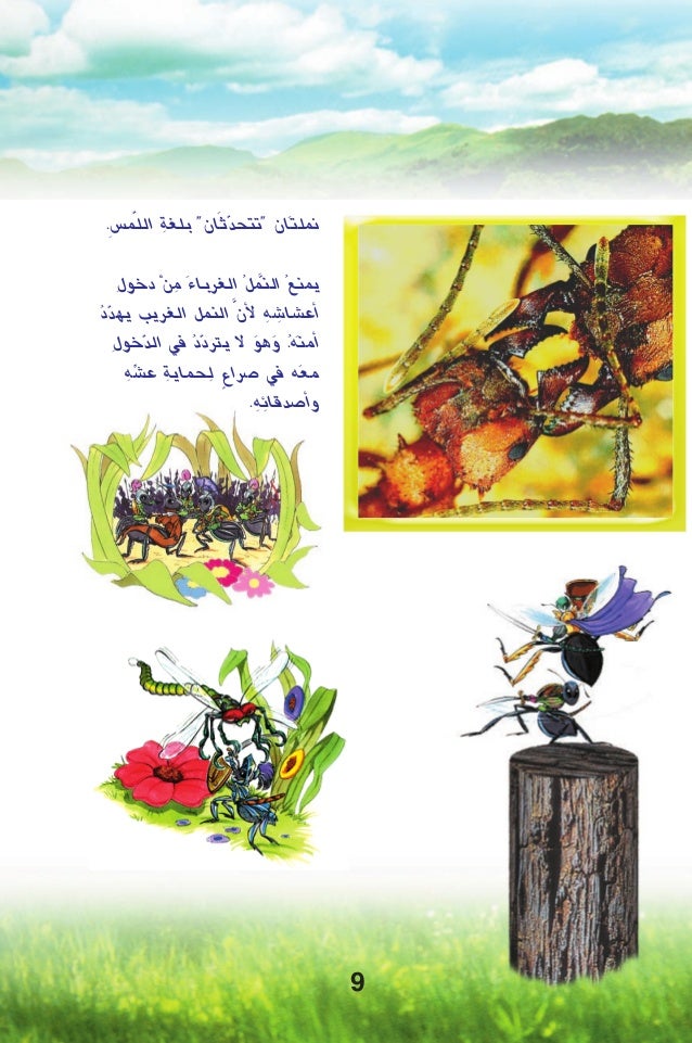 عالم أصدقاءنا الصغار النمل Arabic العربية