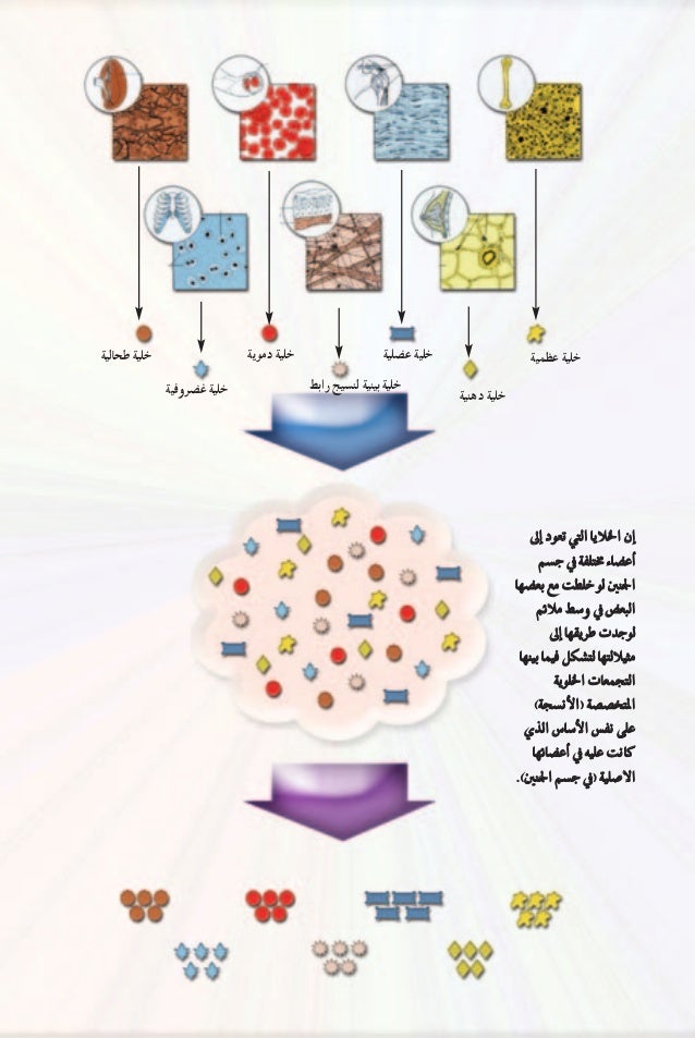 السلوك الواعي لدى الخلية Arabic العربية
