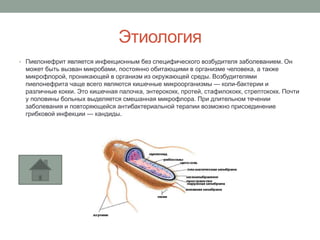 Этиология
• Пиелонефрит является инфекционным без специфического возбудителя заболеванием. Он
может быть вызван микробами, постоянно обитающими в организме человека, а также
микрофлорой, проникающей в организм из окружающей среды. Возбудителями
пиелонефрита чаще всего являются кишечные микроорганизмы — коли-бактерии и
различные кокки. Это кишечная палочка, энтерококк, протей, стафилококк, стрептококк. Почти
у половины больных выделяется смешанная микрофлора. При длительном течении
заболевания и повторяющейся антибактериальной терапии возможно присоединение
грибковой инфекции — кандиды.
 