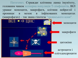Патогенез. Страждає клітинна ланка імунітету,
головним чином хелперна популяція Т-лімфоцитів. ВІЛ
уражає моноцити, макрофаги, клітини нейроглії і
проникає в мозок в інфікованих моноцитах
(макрофагах) – так звана гіпотеза "троянського коня".
моноцити
макрофаги
цитокіни
астроцити і
олігодендроцити
 