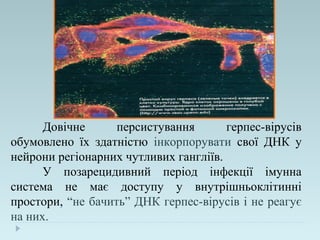 Довічне персистування герпес-вірусів
обумовлено їх здатністю інкорпорувати свої ДНК у
нейрони регіонарних чутливих гангліїв.
У позарецидивний період інфекції імунна
система не має доступу у внутрішньоклітинні
простори, “не бачить” ДНК герпес-вірусів і не реагує
на них.
 