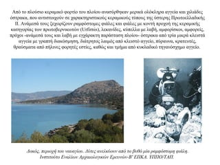 Aπό το πλούσιο κεραμικό φορτίο του πλοίου ανασύρθηκαν μερικά ολόκληρα αγγεία και χιλιάδες
όστρακα, που αντιστοιχούν σε χαρακτηριστικούς κεραμικούς τύπους της ύστερης Πρωτοελλαδικής
II. Ανάμεσά τους ξεχωρίζουν ραμφόστομες φιάλες και φιάλες με κοντή προχοή της κεραμικής
κατηγορίας των πρωτοβερνικωτών (Urfirnis), λεκανίδες, κύπελλα με λαβή, αμφορίσκοι, αμφορείς,
πρόχοι -ανάμεσά τους και λαβή με εγχάρακτη παράσταση πλοίου- όστρακα από τρία μικρά κλειστά
αγγεία με γραπτή διακόσμηση, διάτρητος λαιμός από κλειστό αγγείο, πύραυνα, κρατευτές,
θραύσματα από πήλινες φορητές εστίες, καθώς και τμήμα από κυκλαδικό τηγανόσχημο αγγείο.
Δοκός, περιοχή του ναυαγίου. Δύτες ανελκύουν από το βυθό μία ραμφόστομη φιάλη.
Iνστιτούτο Eναλίων Aρχαιολογικών Eρευνών-B' EΠKA. YΠΠO/TAΠ.
 