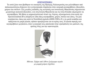 ΚΤΗΝΟΤΡΟΦΙΑ
Τα οστά ζώων που βρέθηκαν σε οικισμούς της Πρώιμης Χαλκοκρατίας και μελετήθηκαν από
παλαιοζωολόγους δείχνουν ότι η κτηνοτροφία στηρίζεται στην εκτροφή αιγοπροβάτων, βοοειδών,
χοίρων και σκύλων. Στις μεγάλες πεδιάδες της κεντρικής και ανατολικής Μακεδονίας σημειώνεται
μεγαλύτερο ποσοστό βοοειδών, ενώ στη δυτική Μακεδονία και τη νότια Ελλάδα υπερτερούν τα
αιγοπρόβατα. Mε βάση το αρχαιοζωολογικό υλικό της Λέρνας, αξιοσημείωτη είναι κατά την
Πρωτοελλαδική ΙΙΙ η αύξηση σε είδη όπως αιγοπρόβατα, χοίροι, σκύλοι και γάτες. Τα ζώα
εκτρέφονται, όπως και κατά τη Νεολιθική περίοδο (6800-3200 π.Χ.), σε μικτά κοπάδια και
σφάζονται σε μικρή ηλικία, εφόσον προορίζονται για το κρέας τους. Η ηλικία σφαγής των
αιγοπροβάτων μεγαλώνει, όταν η εκτροφή τους αποσκοπεί στην εξασφάλιση του μαλλιού, της
πρώτης ύλης για την υφαντουργία.
Mάνικα. Tμήμα από λίθινο ζωόμορφο αγγείο
με μορφή χοίρου (σχέδιο).
 