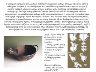Η κεραμική παραγωγή περιλαμβάνει λεπτότεχνα αγγεία από καθαρό πηλό, με επιφάνεια απλή ή
καλυμμένη με αραιό ή πυκνό επίχρισμα, που προσδίδει στην επιφάνεια του αγγείου ανοιχτό ή
σκούρο καστανό, κόκκινο ή μαύρο χρώμα, ανάλογα με τις συνθήκες όπτησης (οξειδωτική ή
αναγωγική). Iδιαίτερη κατηγορία αποτελούν τα πρωτοβερνικωτά (Urfirnis) αγγεία, τα οποία
κατασκευάζονται από εξαιρετικά καθαρό πηλό με σαπωνοειδή υφή. H επιφάνειά τους καλύπτεται
ολόκληρη ή εν μέρει με αραιό, πρωτόγονο "βερνίκι", που δεν είναι παρά πολύ αραιωμένος πηλός,
απλωμένος στην επιφάνεια του αγγείου με κάποιο ύφασμα. Με το ίδιο βερνίκι γράφονται επίσης
σκούρα διακοσμητικά σχέδια, κυρίως γραμμικά, (γραπτά Urfirnis) σε ανοιχτόχρωμα κυρίως σκεύη.
Αγγεία, που κατασκευάζονται με την τεχνική αυτή είναι οι ραμφόστομες φιάλες, οι ανοιχτές, ρηχές ή
βαθιές φιάλες, αλλά και κλειστά αγγεία, όπως ασκοί και στάμνοι. Κατηγορία παρεμφερής με τα
πρωτοβερνικωτά είναι τα λεπτά, ανοιχτόχρωμα αγγεία με απλή ή στιλβωμένη επιφάνεια.
Δεξιά: Λέρνα, φάση III.
Σχηματολόγιο αγγείων
Πρωτοελλαδικής II
περιόδου:
1. ασκός 2. βαθιά φιάλη
3. ραμφόστομη πρόχους
4. πυξίδα 5-6. ρηχές
φιάλες
7-8 ραμφόστομες φιάλες
9. βάση μεγειρικών
σκευών.
Αριστερά: Κύπελλο
Urfirnis από τη Λέρνα,
φάση ΙΙΙ (ΠΕ ΙΙ).
 